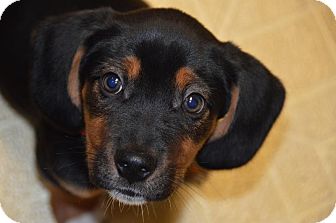 Basset Hound/Beagle Mix Puppy for Sale in Glastonbury, Connecticut - Kingston~meet me!~ Basset Hound/Beagle Mix Puppy for Sale in Glastonbury, Connecticut - Kingston~meet me!~