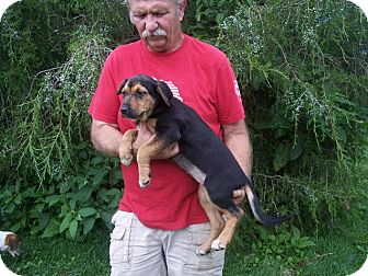 Anatolian Shepherd Mix Puppy for Sale in Germantown, Maryland - Yolanda Anatolian Shepherd Mix Puppy for Sale in Germantown, Maryland - Yolanda