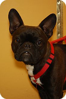 French Bulldog/Boston Terrier Mix Dog for Sale in London, Kentucky - Po French Bulldog/Boston Terrier Mix Dog for Sale in London, Kentucky - Po