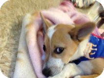 German Shepherd Dog Mix Puppy for Sale in Atascadero, California - Keith German Shepherd Dog Mix Puppy for Sale in Atascadero, California - Keith