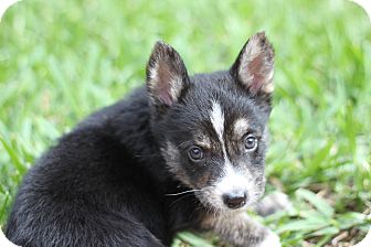 German Shepherd Dog Mix Puppy for Sale in Lighthouse Point, Florida - Koda German Shepherd Dog Mix Puppy for Sale in Lighthouse Point, Florida - Koda