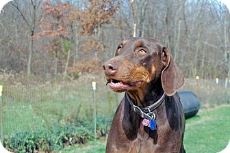 Doberman Pinscher Dog for Sale in Carey, Ohio - GYPSY Doberman Pinscher Dog for Sale in Carey, Ohio - GYPSY