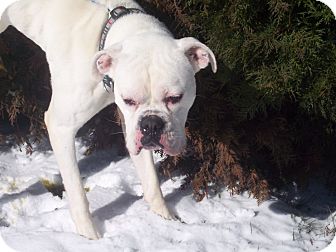 Boxer Mix Dog for Sale in Germantown, Maryland - Jack Boxer Mix Dog for Sale in Germantown, Maryland - Jack