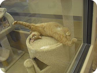 Domestic Shorthair Cat for Sale in Wickenburg, Arizona - Sofie Domestic Shorthair Cat for Sale in Wickenburg, Arizona - Sofie