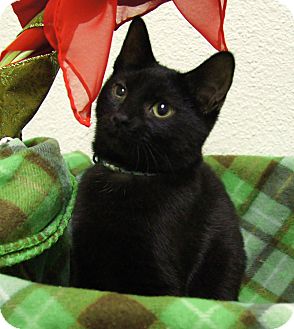 Domestic Shorthair Kitten for Sale in Colorado Springs, Colorado - Jellybean Domestic Shorthair Kitten for Sale in Colorado Springs, Colorado - Jellybean