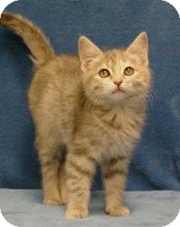 Domestic Shorthair Cat for Sale in Sacramento, California - CarrieAnn Domestic Shorthair Cat for Sale in Sacramento, California - CarrieAnn