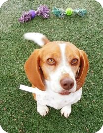 Beagle Mix Dog for Sale in Phoenix, Arizona - Paprika Beagle Mix Dog for Sale in Phoenix, Arizona - Paprika