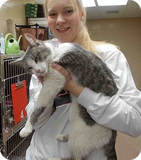 Domestic Shorthair Cat for Sale in Euless, Texas - Captivating Chase Domestic Shorthair Cat for Sale in Euless, Texas - Captivating Chase