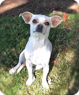 Chihuahua Mix Dog for Sale in El Cajon, California - Magnolia Chihuahua Mix Dog for Sale in El Cajon, California - Magnolia