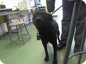 Staffordshire Bull Terrier/Labrador Retriever Mix Dog for Sale in San Diego, California - Silas URGENT Staffordshire Bull Terrier/Labrador Retriever Mix Dog for Sale in San Diego, California - Silas URGENT