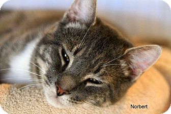 Domestic Shorthair Cat for Sale in Gaithersburg, Maryland - Norbert Domestic Shorthair Cat for Sale in Gaithersburg, Maryland - Norbert