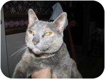 Domestic Shorthair Cat for Sale in Ocean City, New Jersey - Abigail Rose Domestic Shorthair Cat for Sale in Ocean City, New Jersey - Abigail Rose
