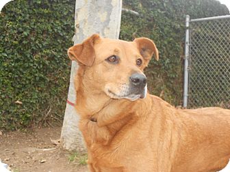 German Shepherd Dog Mix Dog for Sale in Chula Vista, California - Penny German Shepherd Dog Mix Dog for Sale in Chula Vista, California - Penny