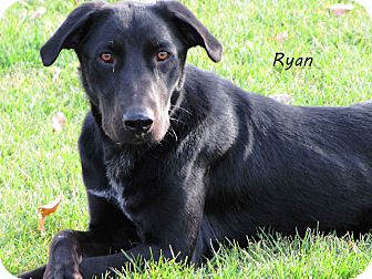 Labrador Retriever Mix Dog for Sale in Hamilton, Montana - Ryan Labrador Retriever Mix Dog for Sale in Hamilton, Montana - Ryan