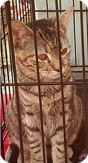 Domestic Shorthair Cat for Sale in Columbus, Georgia - Trixie Domestic Shorthair Cat for Sale in Columbus, Georgia - Trixie