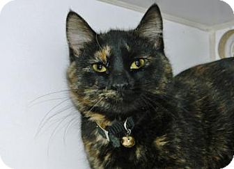 Domestic Shorthair Kitten for Sale in Cheyenne, Wyoming - Monroe Domestic Shorthair Kitten for Sale in Cheyenne, Wyoming - Monroe