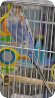 Budgie for Sale in Shawnee Mission, Kansas - Rain Budgie for Sale in Shawnee Mission, Kansas - Rain