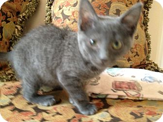 Domestic Mediumhair Kitten for Sale in East Hanover, New Jersey - Aqua Girl Domestic Mediumhair Kitten for Sale in East Hanover, New Jersey - Aqua Girl