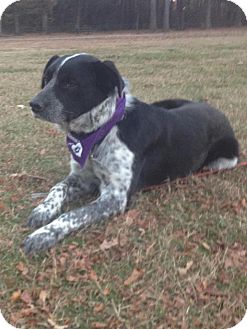 Australian Cattle Dog/Australian Shepherd Mix Dog for Sale in Conway, Arkansas - Riley Australian Cattle Dog/Australian Shepherd Mix Dog for Sale in Conway, Arkansas - Riley