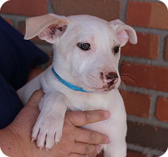 Australian Shepherd/German Shepherd Dog Mix Puppy for Sale in Chandler, Arizona - Bobby Australian Shepherd/German Shepherd Dog Mix Puppy for Sale in Chandler, Arizona - Bobby