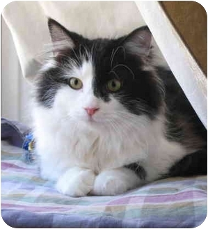 Domestic Longhair Cat for Sale in Cincinnati, Ohio - Darcy Domestic Longhair Cat for Sale in Cincinnati, Ohio - Darcy