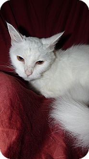Turkish Angora Cat for Sale in Bentonville, Arkansas - Falkor Turkish Angora Cat for Sale in Bentonville, Arkansas - Falkor