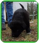 Labrador Retriever/Bearded Collie Mix Puppy for Sale in Windham, New Hampshire - Lynxie Labrador Retriever/Bearded Collie Mix Puppy for Sale in Windham, New Hampshire - Lynxie