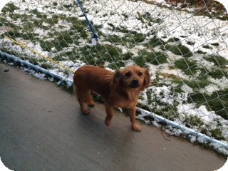 Dachshund Mix Dog for Sale in Seattle, Washington - Goldie Dachshund Mix Dog for Sale in Seattle, Washington - Goldie