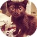 Domestic Shorthair Kitten for Sale in Vancouver, British Columbia - Snoop Lion Domestic Shorthair Kitten for Sale in Vancouver, British Columbia - Snoop Lion