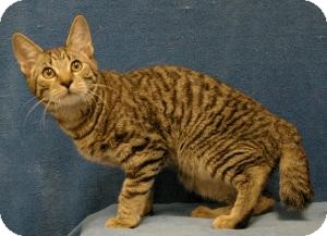 Manx Cat for Sale in Sacramento, California - Tiger Manx Cat for Sale in Sacramento, California - Tiger