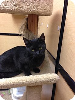 Domestic Shorthair Cat for Sale in Monroe, Georgia - Newbi Domestic Shorthair Cat for Sale in Monroe, Georgia - Newbi