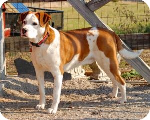 English Bulldog Mix Dog for Sale in Richmond, Virginia - Jay Jay English Bulldog Mix Dog for Sale in Richmond, Virginia - Jay Jay