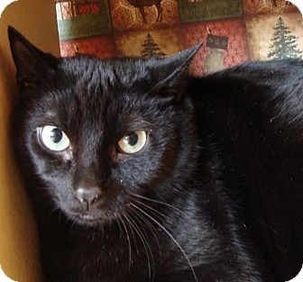 Domestic Shorthair Cat for Sale in Albany, New York - Leroy Domestic Shorthair Cat for Sale in Albany, New York - Leroy