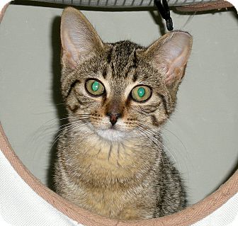 Domestic Shorthair Cat for Sale in Troy, Michigan - Akela Domestic Shorthair Cat for Sale in Troy, Michigan - Akela
