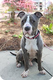 American Pit Bull Terrier Mix Dog for Sale in Snellville, Georgia - Bruster American Pit Bull Terrier Mix Dog for Sale in Snellville, Georgia - Bruster