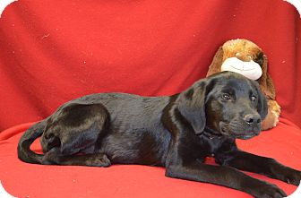 Labrador Retriever Mix Dog for Sale in New cumberland, West Virginia - Harla Labrador Retriever Mix Dog for Sale in New cumberland, West Virginia - Harla