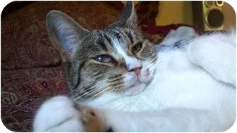 Domestic Shorthair Cat for Sale in Phoenix, Arizona - Tammy Domestic Shorthair Cat for Sale in Phoenix, Arizona - Tammy