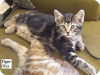 Domestic Shorthair Kitten for Sale in Emsdale (Huntsville), Ontario - Tiger (Ty) - Born in May! Domestic Shorthair Kitten for Sale in Emsdale (Huntsville), Ontario - Tiger (Ty) - Born in May!