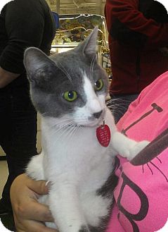 Domestic Shorthair Cat for Sale in Edmond, Oklahoma - Theodore Domestic Shorthair Cat for Sale in Edmond, Oklahoma - Theodore