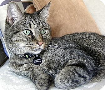 Domestic Mediumhair Cat for Sale in Alexandria, Virginia - Epiphany Domestic Mediumhair Cat for Sale in Alexandria, Virginia - Epiphany