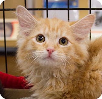 Domestic Longhair Kitten for Sale in Irvine, California - Juicy Domestic Longhair Kitten for Sale in Irvine, California - Juicy