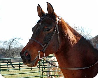 Arabian/Standardbred Mix for Sale in Nicholasville, Kentucky - Apollo Arabian/Standardbred Mix for Sale in Nicholasville, Kentucky - Apollo