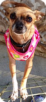 Chihuahua Mix Dog for Sale in San Diego, California - Peanut Chihuahua Mix Dog for Sale in San Diego, California - Peanut