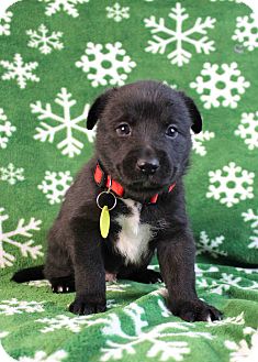 Golden Retriever/St. Bernard Mix Puppy for Sale in Westminster, Colorado - Monkey Golden Retriever/St. Bernard Mix Puppy for Sale in Westminster, Colorado - Monkey