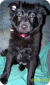 Shepherd (Unknown Type)/Labrador Retriever Mix Puppy for Sale in Sherman, Connecticut - Ralph Betty's Dog Shepherd (Unknown Type)/Labrador Retriever Mix Puppy for Sale in Sherman, Connecticut - Ralph Betty's Dog