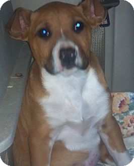 American Pit Bull Terrier/Black Mouth Cur Mix Puppy for Sale in Hazard, Kentucky - Bruno the Lover! American Pit Bull Terrier/Black Mouth Cur Mix Puppy for Sale in Hazard, Kentucky - Bruno the Lover!