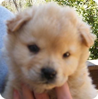 Chow Chow/Golden Retriever Mix Puppy for Sale in shelton, Connecticut - Campri Chow Chow/Golden Retriever Mix Puppy for Sale in shelton, Connecticut - Campri