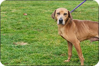 Weimaraner Mix Dog for Sale in Brookville, Indiana - Clint Weimaraner Mix Dog for Sale in Brookville, Indiana - Clint