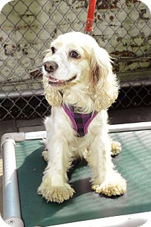 Cocker Spaniel Dog for Sale in New York, New York - Janice Cocker Spaniel Dog for Sale in New York, New York - Janice