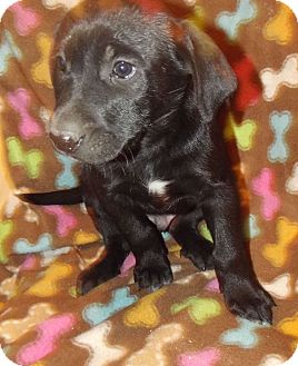Labrador Retriever Mix Puppy for Sale in Morgantown, West Virginia - Axe Labrador Retriever Mix Puppy for Sale in Morgantown, West Virginia - Axe